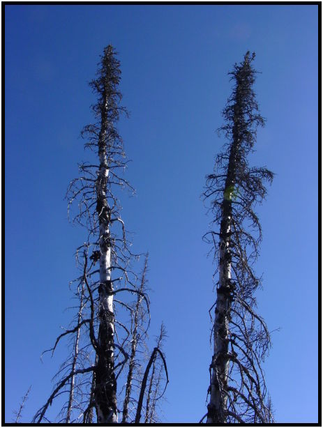 flora: tree: unknown tree : s-dsc07019.jpg