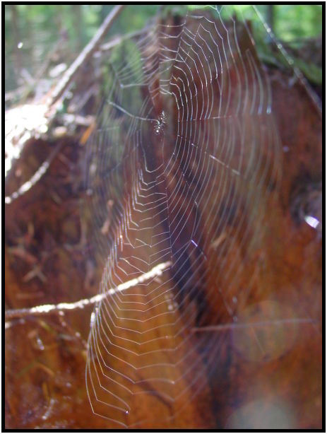insect: spider cobwebs : s-dsc025336.jpg
