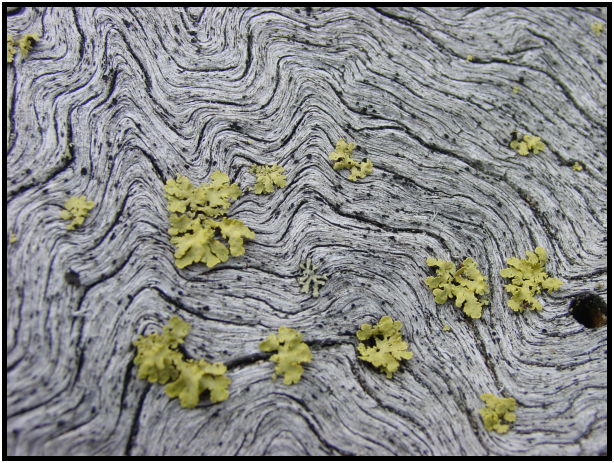 flora: lichen : s-dsc025946.jpg