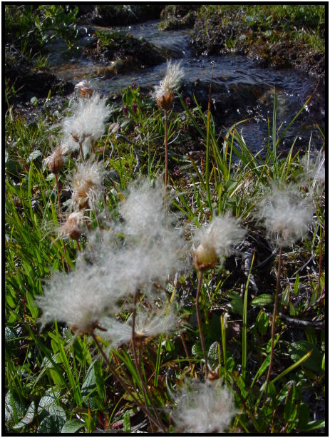 flora: flower: unknown flower : s-dsc025978.jpg