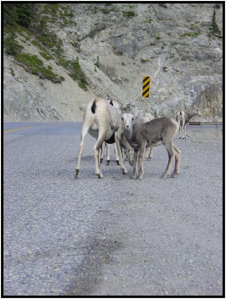 animal: goat : s-dsc025990.jpg