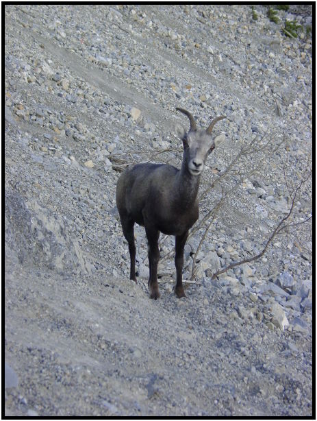 animal: goat : s-dsc025992.jpg