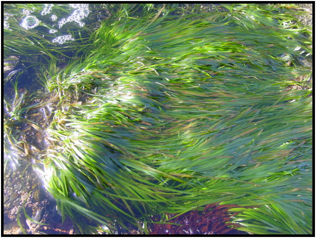 site: water: ocean : s-dsc07112.jpg