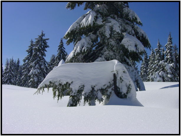 place: Canada: British Columbia: Vancouver: Mt. Cypress : s-dsc024938.jpg