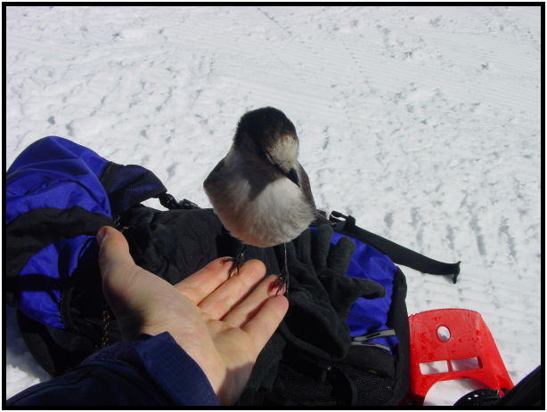 place: Canada: British Columbia: Vancouver: Mt. Cypress : s-dsc024956.jpg