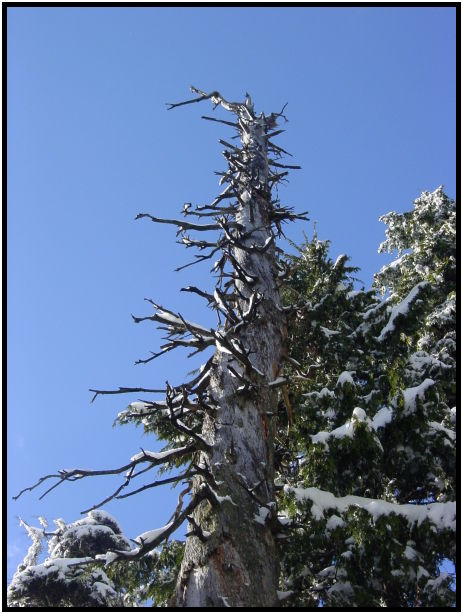 place: Canada: British Columbia: Vancouver: Mt. Cypress : s-dsc024959.jpg