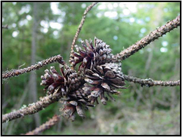 flora: tree: cone : s-dsc024745.jpg