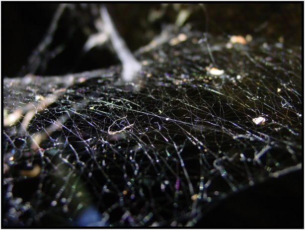 insect: spider cobwebs : s-dsc025584.jpg