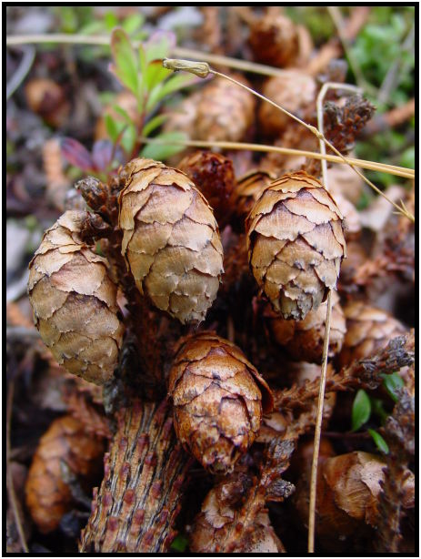 flora: tree: cone : s-dsc026628.jpg