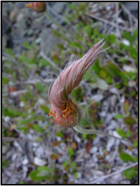 place: Canada: Yukon: Kluane National Park : s-dsc026293.jpg