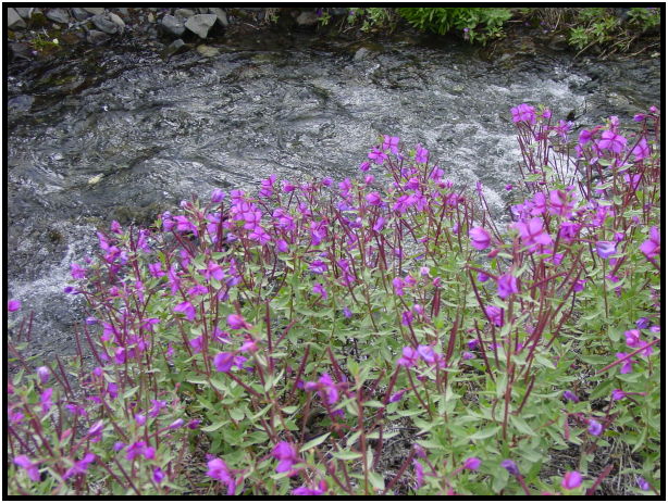 place: Canada: Yukon: Kluane National Park : s-dsc026302.jpg