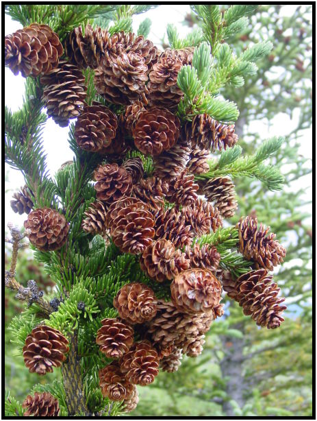 flora: tree: cone : s-dsc026311.jpg