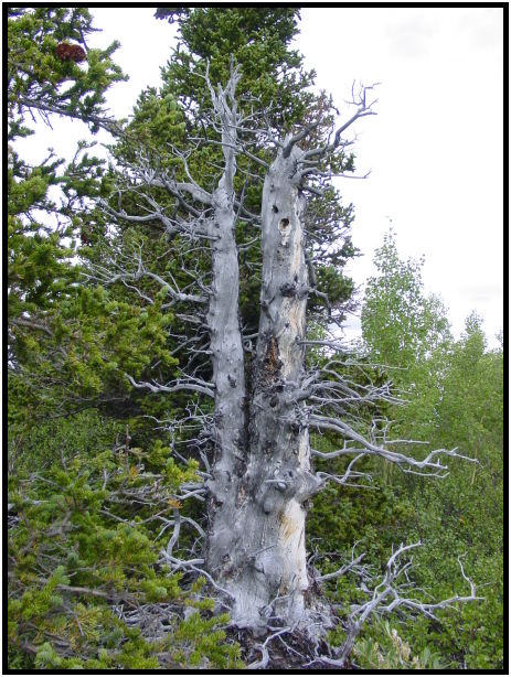 place: Canada: Yukon: Kluane National Park : s-dsc026312.jpg