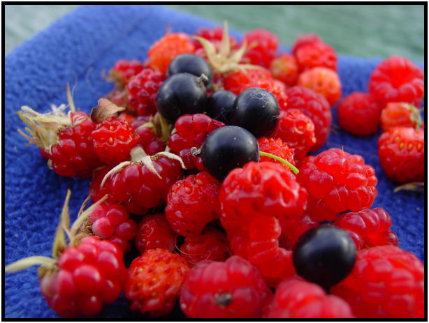 flora: berry: black current : s-dsc026266.jpg