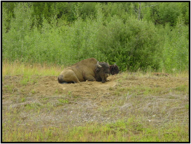 place: Canada: Yukon: Teslin Lake : s-dsc026011.jpg