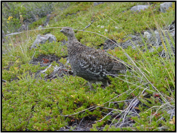 bird: grouse : s-dsc026702.jpg