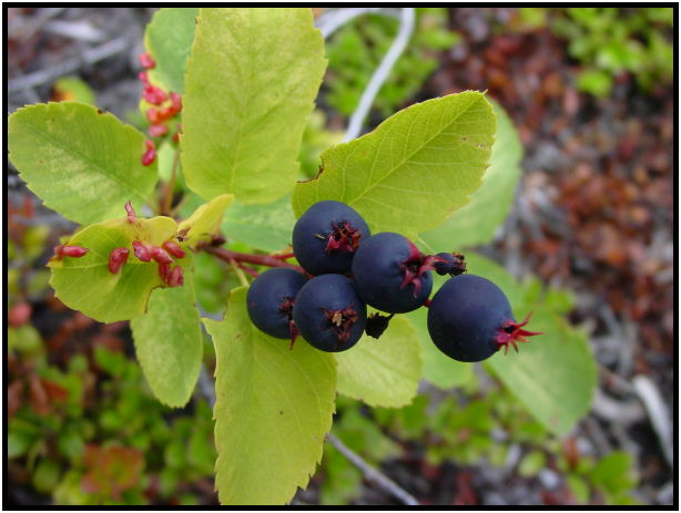 flora: berry: saskatoon : s-dsc026723.jpg