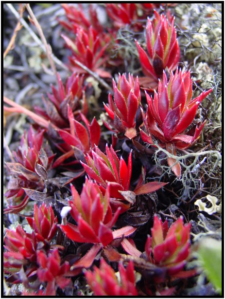flora: flower: unknown flower : s-dsc026219.jpg