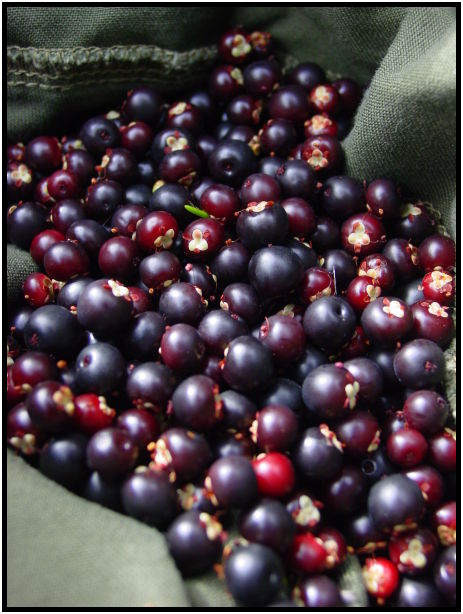 flora: berry: crowberry : s-dsc026222.jpg