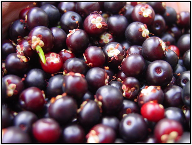 flora: berry: crowberry : s-dsc026230.jpg