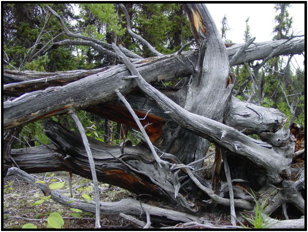 flora: tree: log : s-dsc026247.jpg