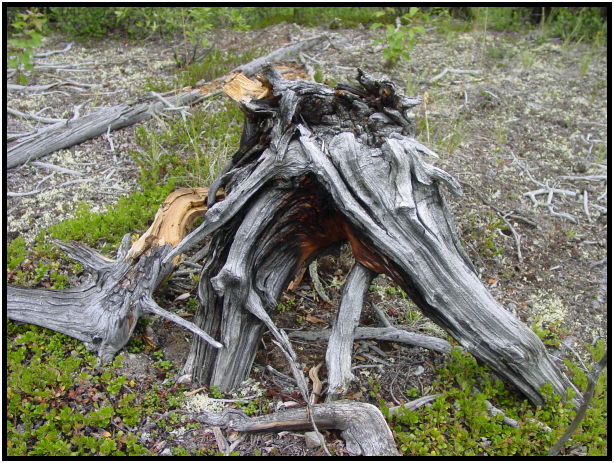 flora: tree: stump : s-dsc026248.jpg