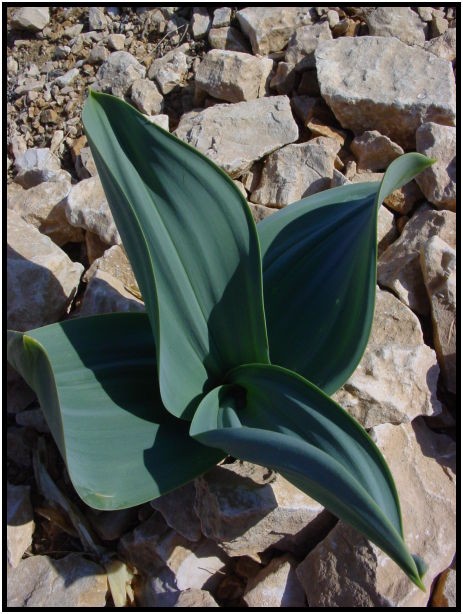 flora: flower: unknown flower : s-dsc027724.jpg