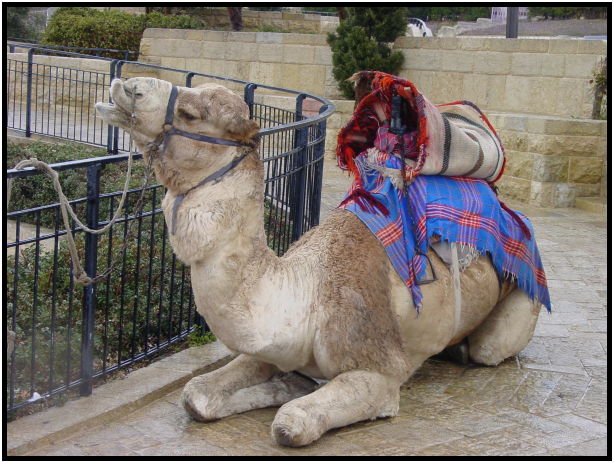animal: camel : s-dsc027558.jpg