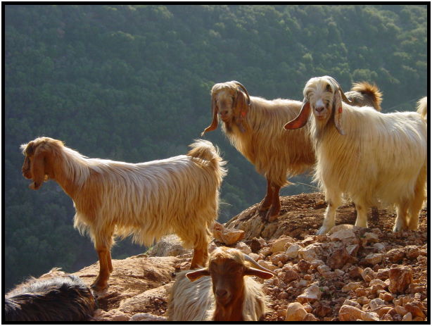 animal: goat : s-dsc027316.jpg