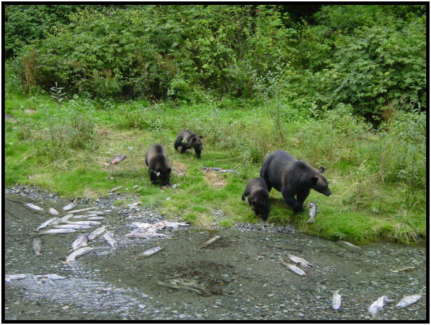 place: USA: Alaska: Fish Creek : s-dsc026798.jpg