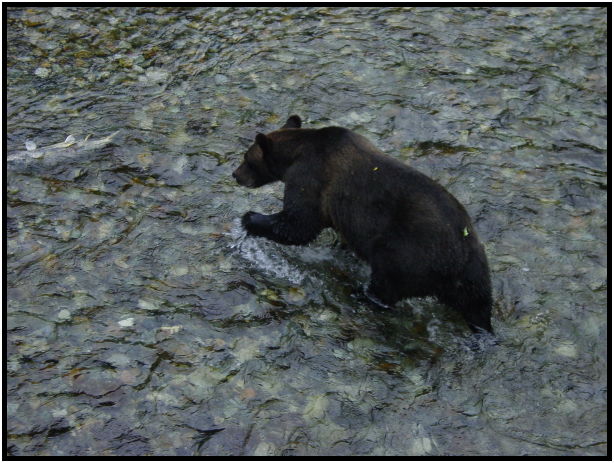 place: USA: Alaska: Fish Creek : s-dsc026802.jpg