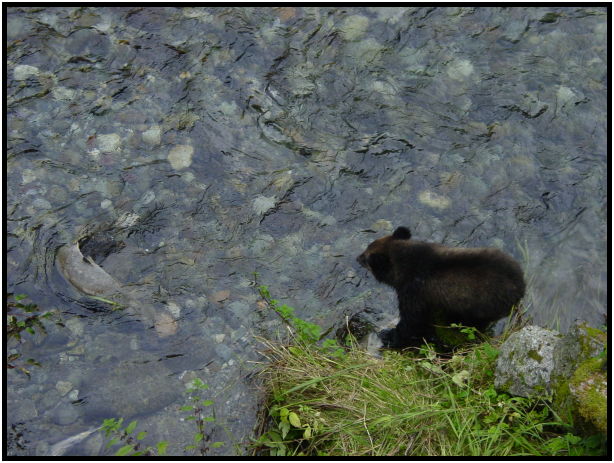 place: USA: Alaska: Fish Creek : s-dsc026804.jpg