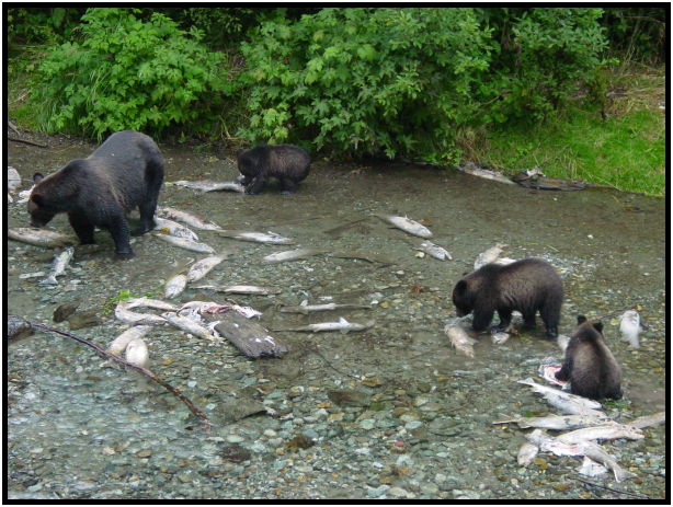 animal: fish : s-dsc026807.jpg