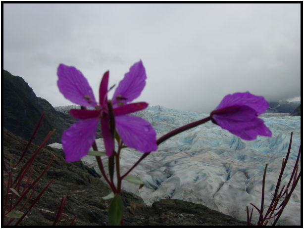 place: USA: Alaska: Mendellhall Glacier : s-dsc026364.jpg
