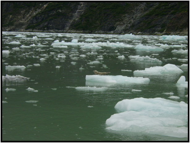 animal: seal : s-dsc026434.jpg