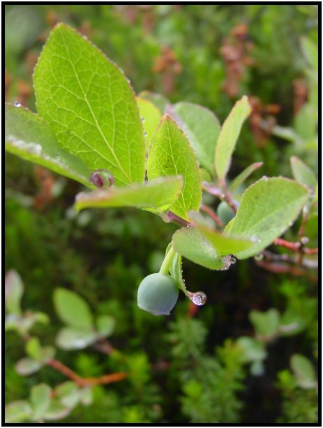 flora: leaf : s-dsc028258.jpg
