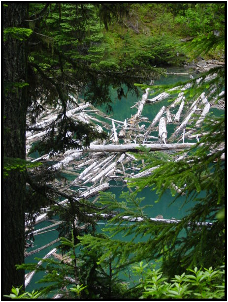 flora: tree: log : s-dsc027834.jpg