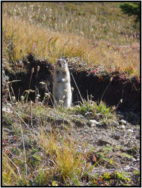 place: Canada: British Columbia: Mount Robson: Snowbird Trail : s-dsc028156.jpg