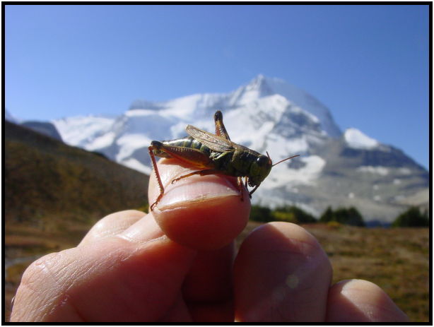 place: Canada: British Columbia: Mount Robson: Snowbird Trail : s-dsc028161.jpg