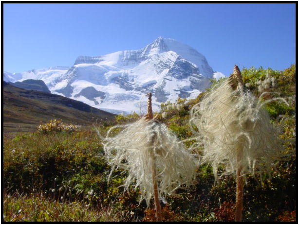 place: Canada: British Columbia: Mount Robson: Snowbird Trail : s-dsc028168.jpg