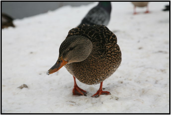 bird: duck : s-IMG_0223.jpg