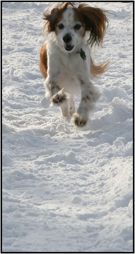 site: earth: snow : s-flying_dog.jpg