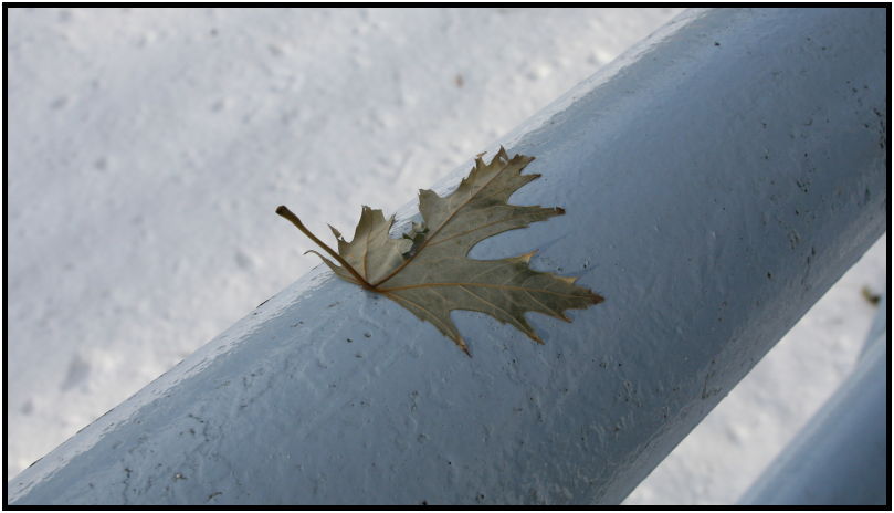 site: earth: snow : s-leaf.jpg