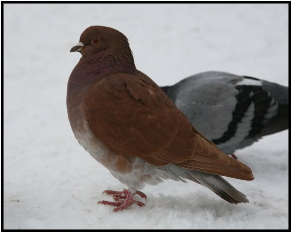 place: Canada: British Columbia: Nelson: Nelson city : s-pigeon5.jpg