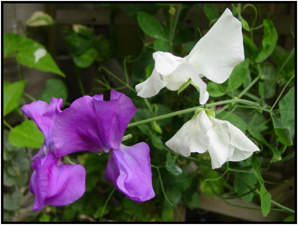 flora: vegetable: pea : s-dsc027858.jpg