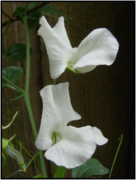 flora: vegetable: pea : s-dsc027866.jpg