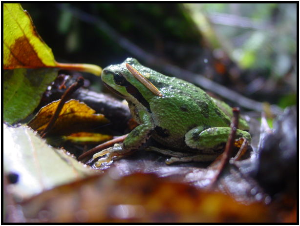 place: Canada: British Columbia: Vancouver: Chilliwack River : s-dsc08278.jpg