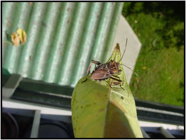 insect: beetle : s-dsc028241.jpg