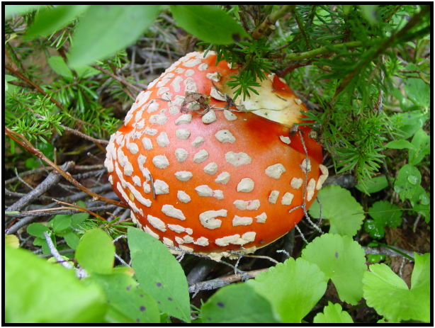 place: USA: Washington: Olympic Peninsula: Boulder Creek : s-dsc027891.jpg