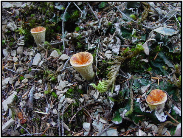 flora: mushroom: gomphus floccosus : s-dsc027947.jpg